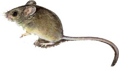 The mouse